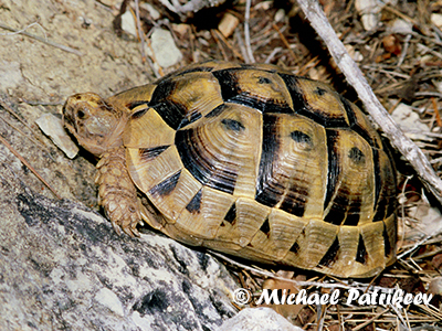 Greek Tortoise (Testudo graeca)